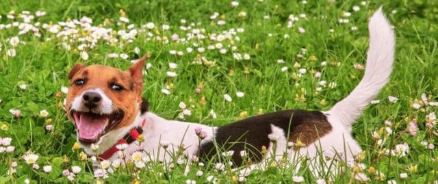A picture of a dog in the field