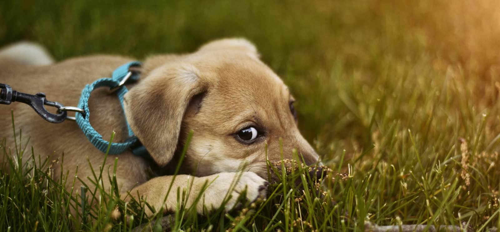 A picture of a puppy in grass