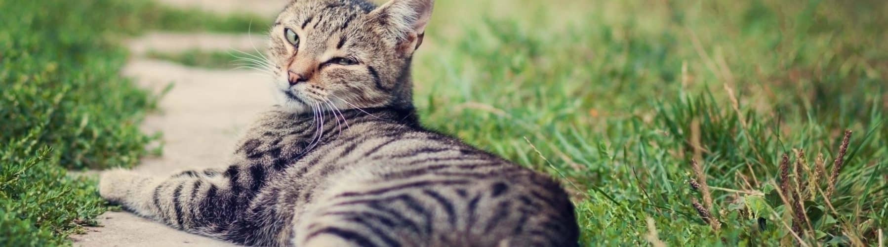 A picture of a cat