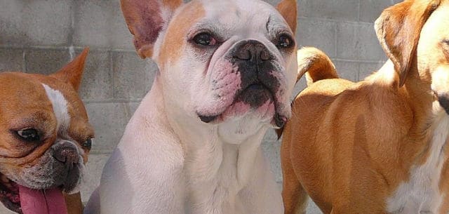 A picture of three dogs at daycare