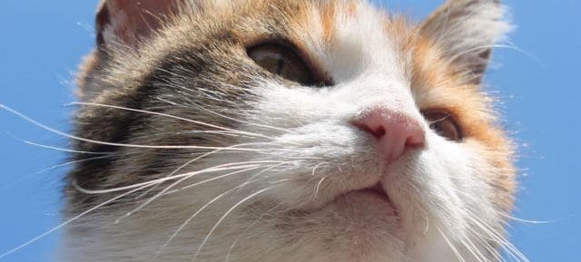 A picture of a cat