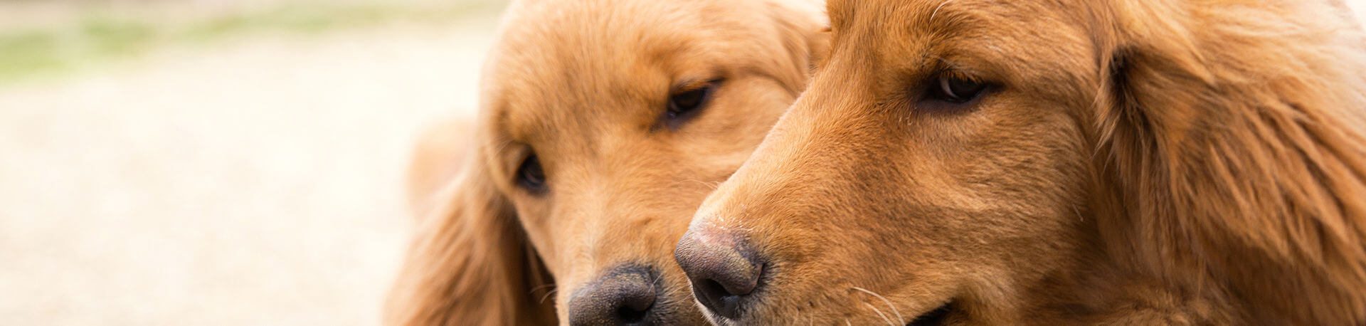 A picture of two dogs