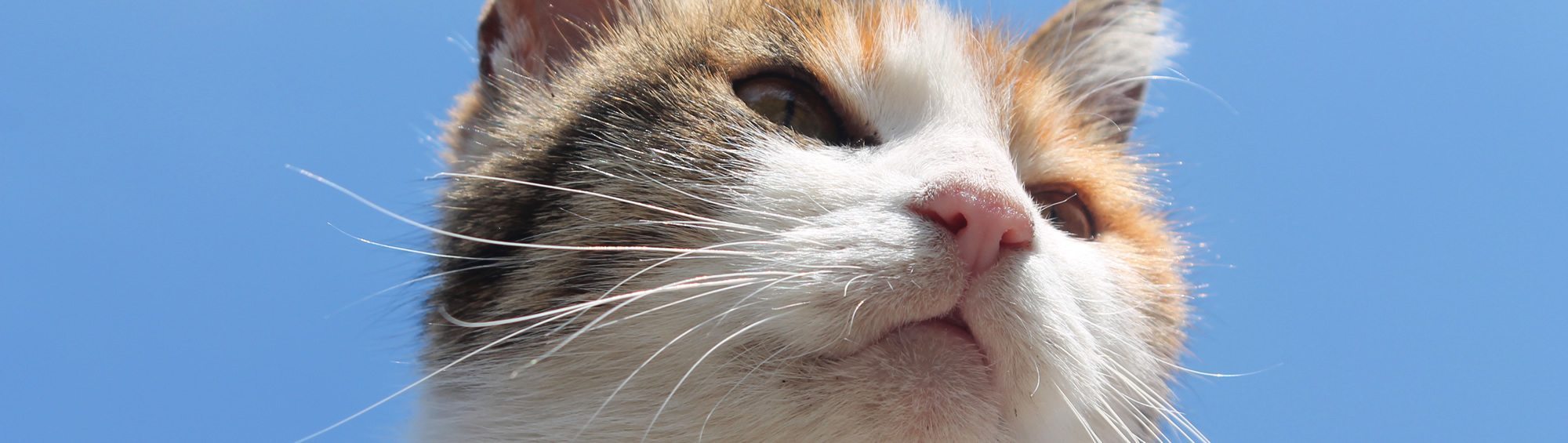 A picture of a cat