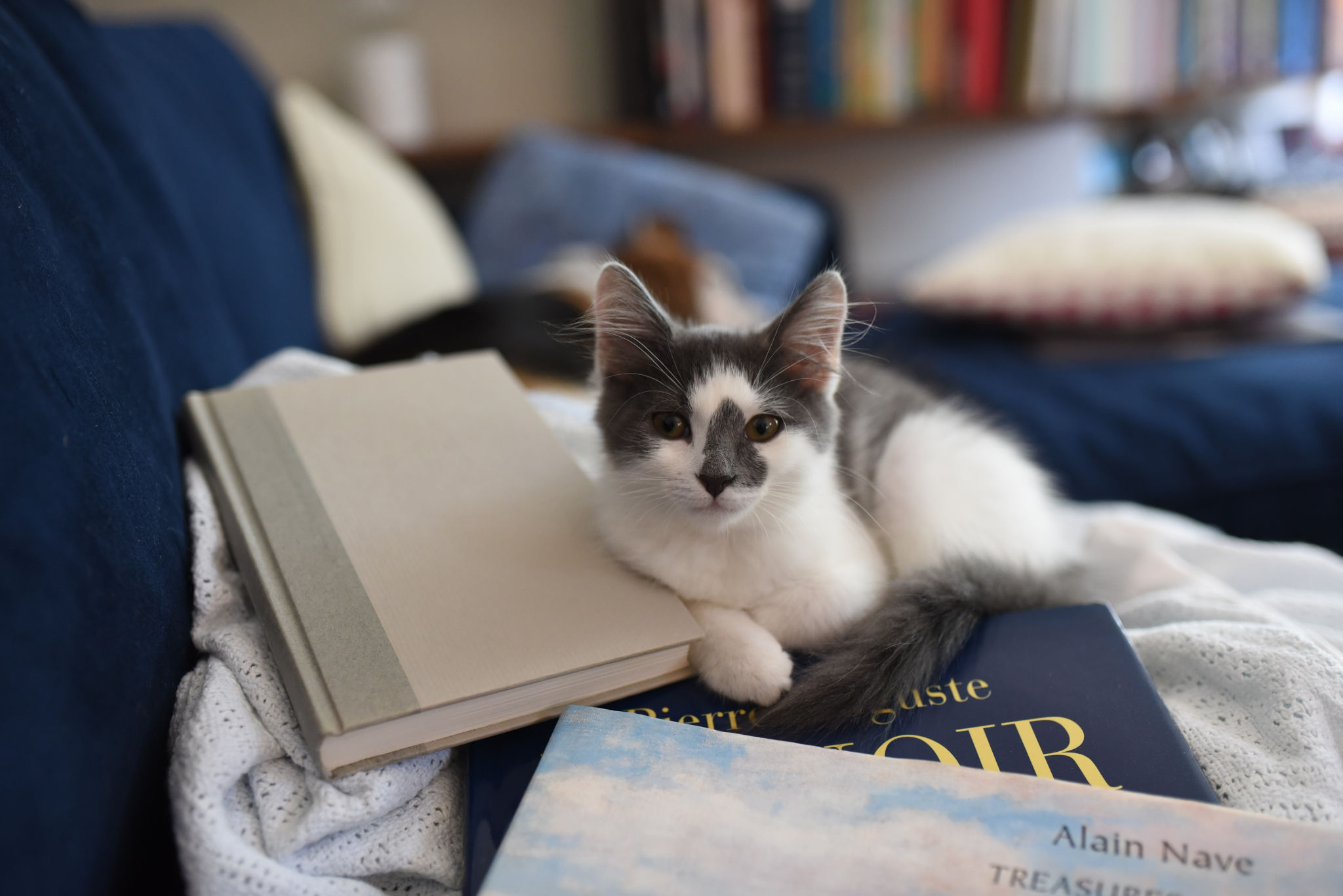 A picture of a cat lying on a book